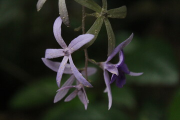 Beautiful purple Color Flower branch