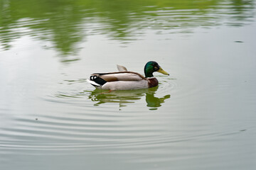 Obraz premium Pond at public park named Irchel with swimming male mallard duck. Photo taken May 9th, 2023, Zurich, Switzerland.