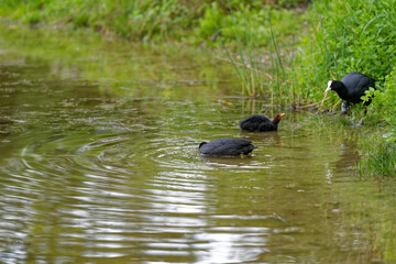 Pond at public park named Irchel with swimming coot duck family. Photo taken May 9th, 2023, Zurich, Switzerland.