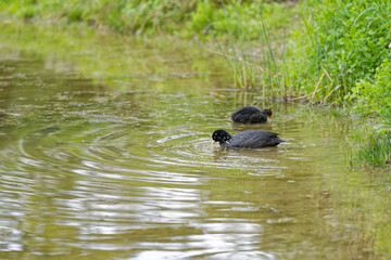 Fototapeta premium Pond at public park named Irchel with swimming coot duck family. Photo taken May 9th, 2023, Zurich, Switzerland.