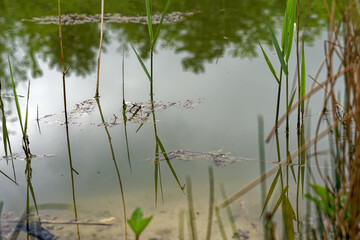 Scenic view of pond with reed at public park named Irchel at City of Zürich on a cloudy spring...