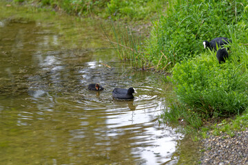 Pond at public park named Irchel with swimming coot duck family. Photo taken May 9th, 2023, Zurich, Switzerland.