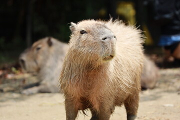 カピバラ