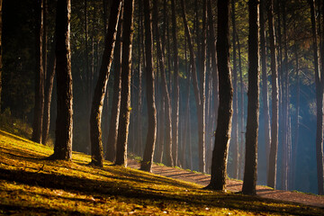 Obraz premium pine wood and beautiful morning sun light at pang ung mae hong sorn northern of thailand
