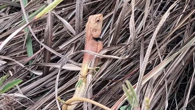 Brown Thai lizard relaxing  on tree branch.