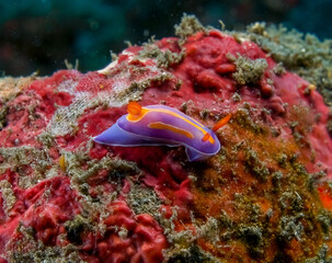 Nudibranch