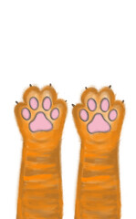 paws on a white background