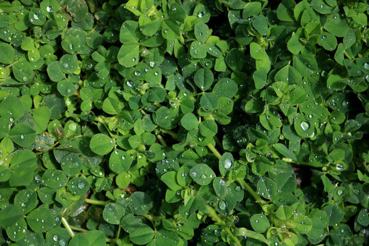 Green clover leaves natural background. shamrocks, symbol of St.Patrick's day. 17 march holiday concept  banner
