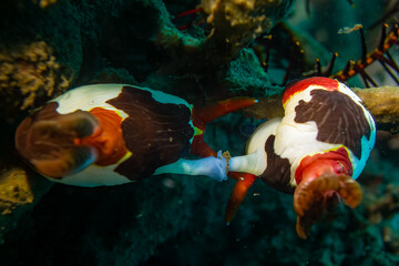 Nembrotha purpureolineata bei der Paarung- Schnecke im Komodo Nationalpark