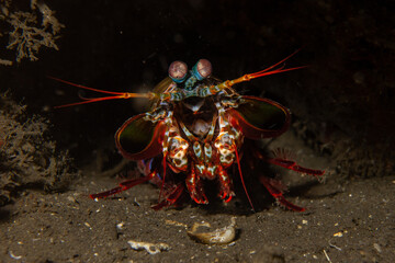 Bunter Fangschreckenkrebs im Komodo Nationalpark