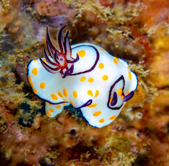 Nudibranch