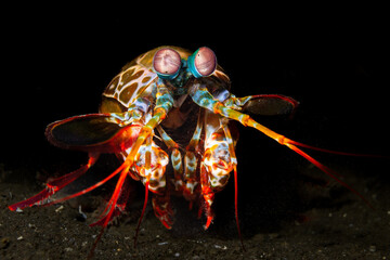 Bunter Fangschreckenkrebs im Komodo Nationalpark