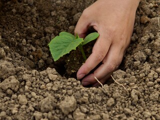 hands holding seedling