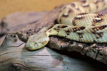 Puffotter / Puff adder / Bitis arietans