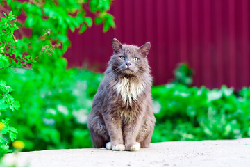 A dirty gray cat with a white breast sits on the asphalt and looks dumbfounded at the camera