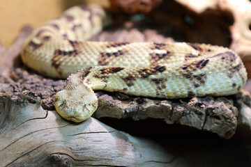 Puffotter / Puff adder / Bitis arietans