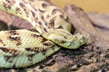 Puffotter / Puff adder / Bitis arietans