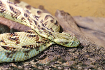 Puffotter / Puff adder / Bitis arietans