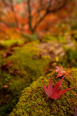 紅葉したモミジ