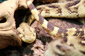 Puffotter / Puff adder / Bitis arietans