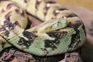 Puffotter / Puff adder / Bitis arietans