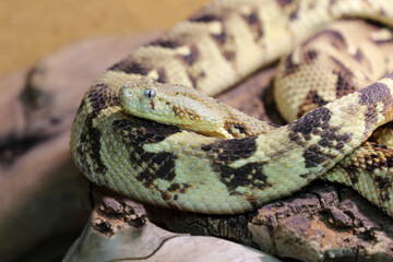 Puffotter / Puff adder / Bitis arietans
