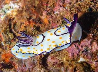 nudibranch