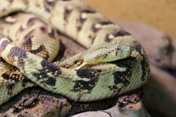 Puffotter / Puff adder / Bitis arietans