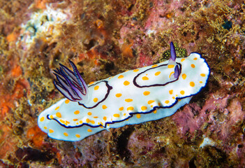 nudibranch