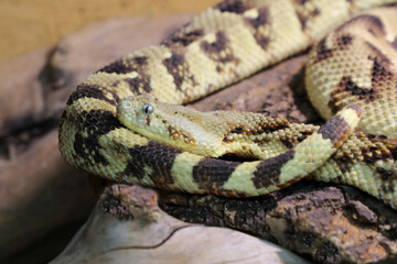Puffotter / Puff adder / Bitis arietans