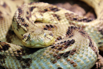 Puffotter / Puff adder / Bitis arietans