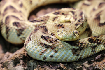 Puffotter / Puff adder / Bitis arietans