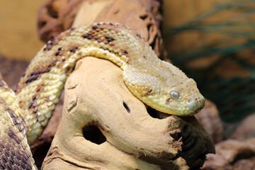 Puffotter / Puff adder / Bitis arietans