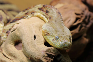 Puffotter / Puff adder / Bitis arietans