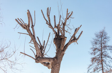 Dead tree against the blue sky. The concept of environmental pollution.
