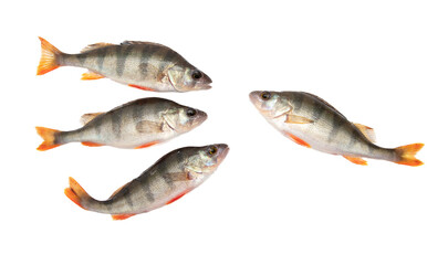 Perch fish isolated on a white background.