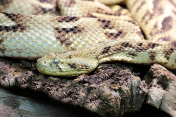 Puffotter / Puff adder / Bitis arietans