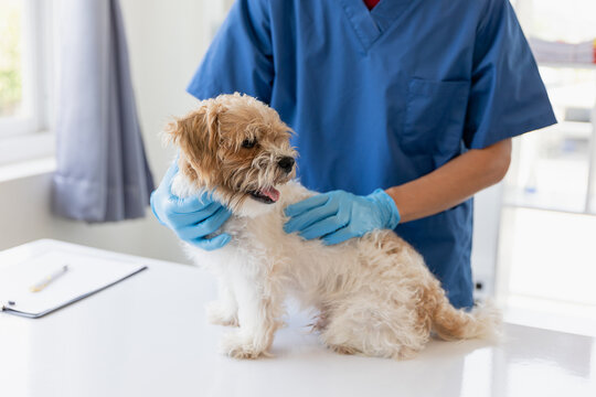 Veterinary doctor and assistant working together examining dog on table in veterinary clinic Pet health care and medical concept. Close-up.