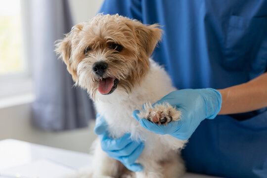Veterinary doctor and assistant working together examining dog on table in veterinary clinic Pet health care and medical concept. Close-up.