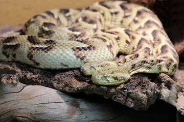 Puffotter / Puff adder / Bitis arietans