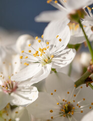 Flowers on a cherry tree in spring.