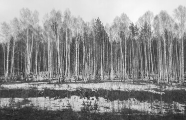 birch forest in the spring, black and white photo