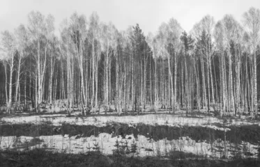 Foto op Canvas birch forest in the spring, black and white photo © schankz