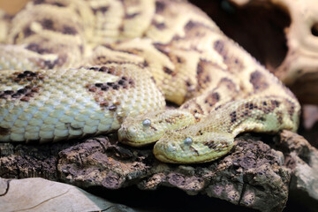 Puffotter / Puff adder / Bitis arietans