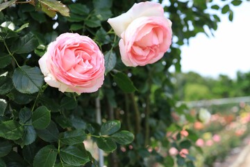 満開のバラの花
