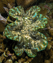 giant clam