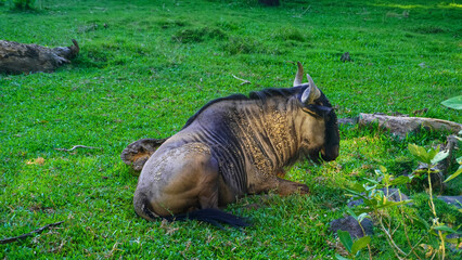 Zoo's Wild Ambassador: Magnificent Beast in its Enclosure