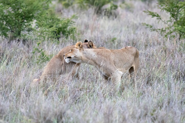 two lions rubbing in tall grass, Kruger park, South Africa