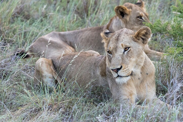 Fototapeta na wymiar two lions laying in tall grass, Kruger park, South Africa