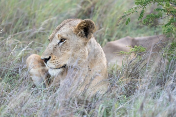 head of lion laying in tall grass, Kruger park, South Africa